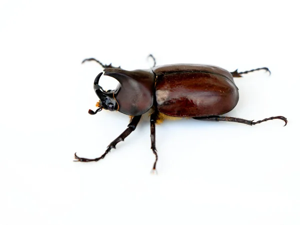 アジア産サイ甲虫やコココナッツサイ甲虫科の甲虫で 白を背景にしています — ストック写真