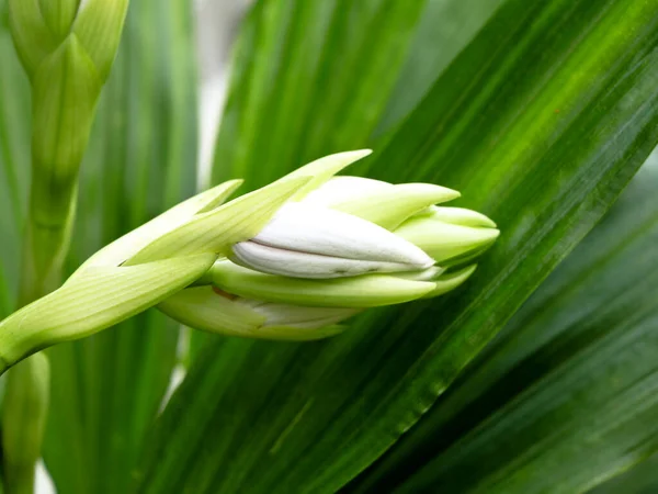 Gyönyörű Fehér Rózsaszín Orchidea Virágok Otthonról Kert Szelektív Fókusz — Stock Fotó