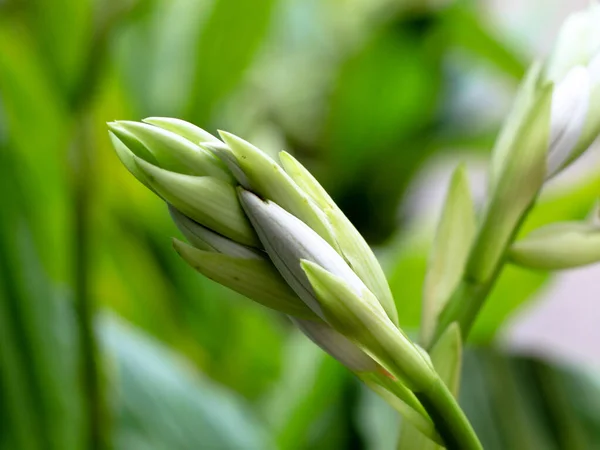 Gyönyörű Fehér Rózsaszín Orchidea Virágok Otthonról Kert Szelektív Fókusz — Stock Fotó