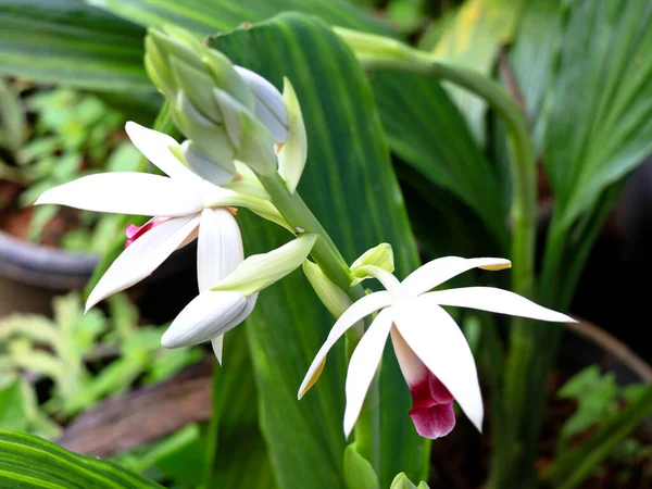 Krásná Bílá Růžová Barva Orchidej Květiny Domácí Zahrady Selektivní Zaměření — Stock fotografie