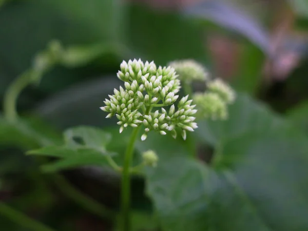 Apró Fehér Virágok Mikania Botrányok Vagy Mászó Hempweed Szelektív Fókusz — Stock Fotó