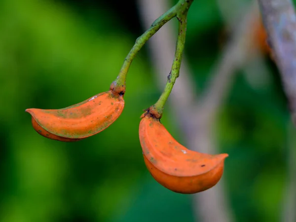 Orangefarbene Samen Von Tabernaemontana Alternifolia Aus Der Familie Der Apocynaceae — Stockfoto