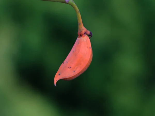 Orangefarbene Samen Von Tabernaemontana Alternifolia Aus Der Familie Der Apocynaceae — Stockfoto