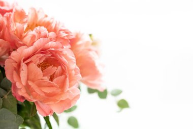 Beyaz arka planda okaliptüs dalları olan pembe şakayık demeti..