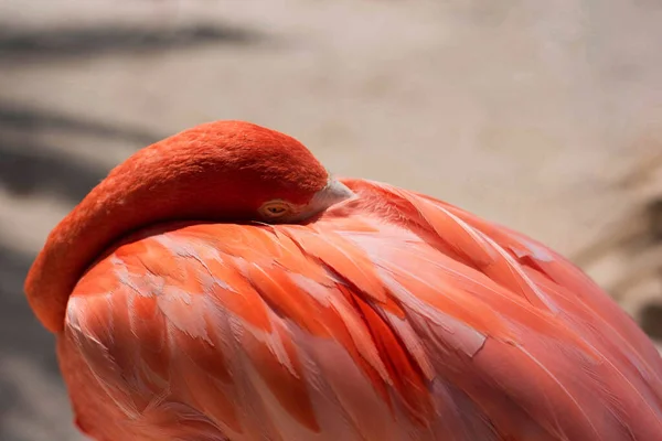 Pink Flamingo stands on a Caribbean beach in the sand. Beautiful pink flamingo hides its head under the wing.