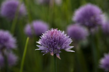 Bahçenizde çiçeklenme frenk soğanı