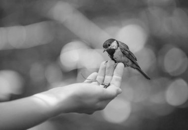 great tit on hand. water sprinkler in the garden. bird in hand