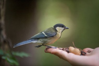 great tit on hand. water sprinkler in the garden. bird in hand