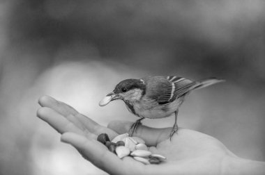 great tit on hand. water sprinkler in the garden. bird in hand