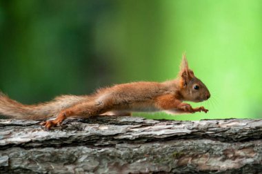 Ağaçtaki sincap. Elinde sincap.