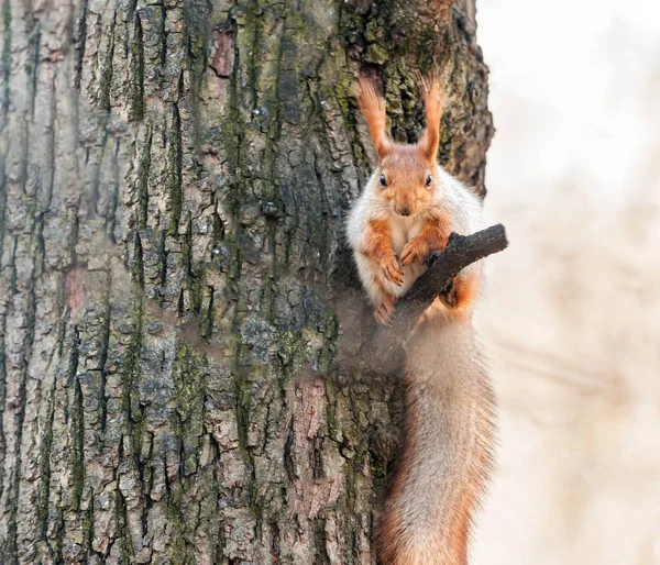 squirrel on the tree .squirrel in the hand