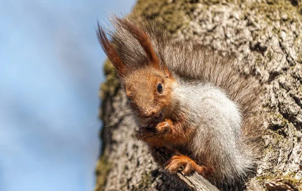 squirrel on the tree .squirrel in the hand