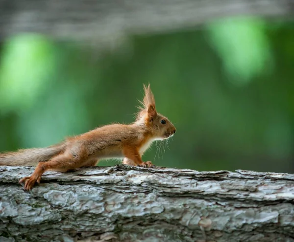 squirrel on the tree .squirrel in the hand