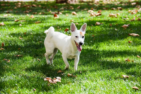 jack Russell  dog free spirit