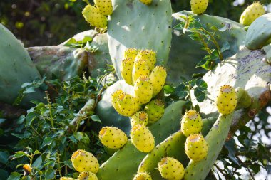 Hint inciri yabani meyve Sicilya