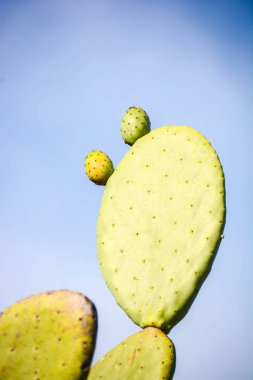 Hint inciri yabani meyve Sicilya