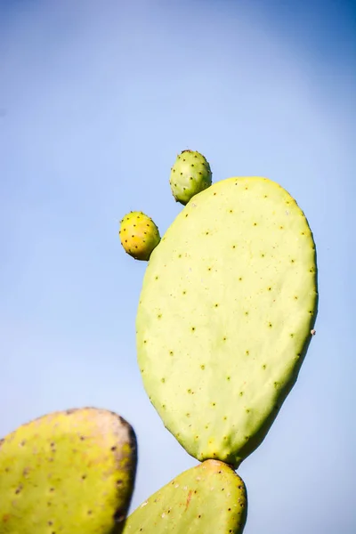 Kaktusfikon Vild Frukt Sicilien — Stockfoto