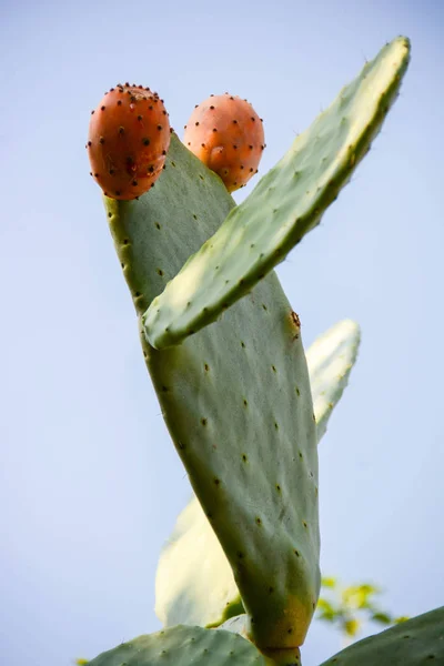 Peras Espinosas Frutos Silvestres Sicilia —  Fotos de Stock