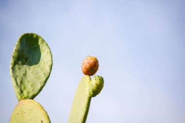 Hint inciri yabani meyve Sicilya