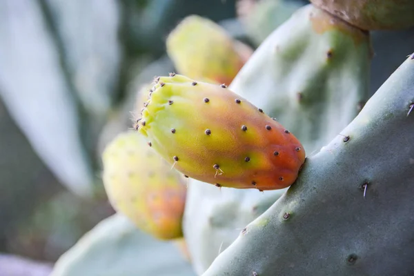 Peras Espinosas Frutos Silvestres Sicilia — Foto de Stock