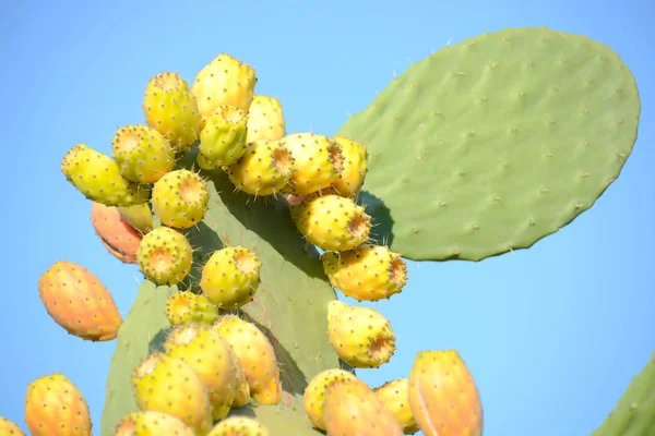 Prickly pears coloured — Stock Photo, Image