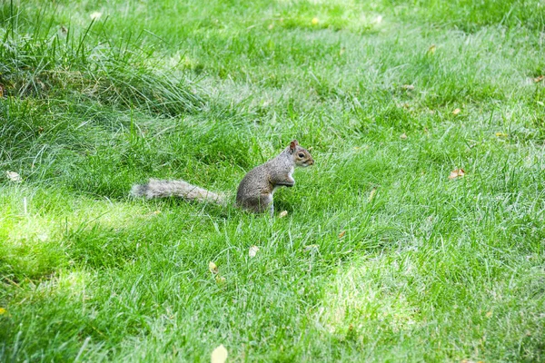 Ardilla en el parque central — Foto de Stock