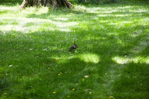 Ardilla en el parque central — Foto de Stock