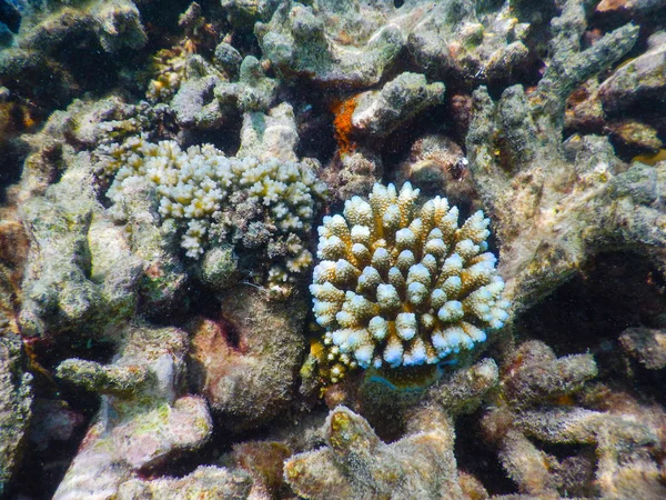 Arrecife de coral —  Fotos de Stock