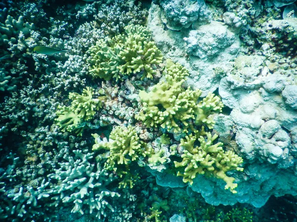 Korallzátony — Stock Fotó