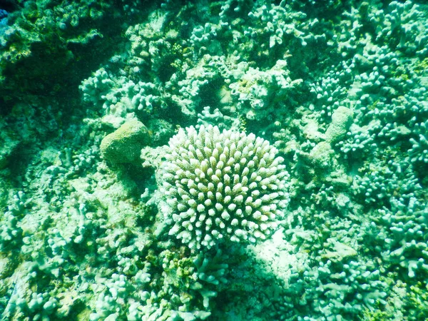 Korallzátony — Stock Fotó