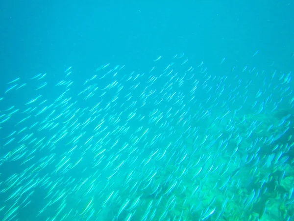 Tropische Fische — Stockfoto