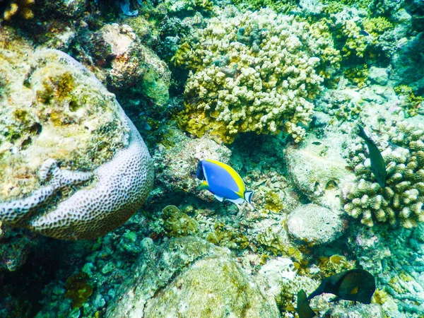 Peces tropicales — Foto de Stock