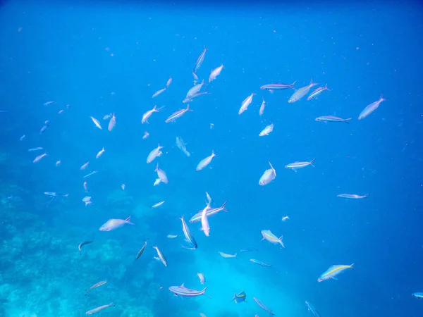 Trópusi hal — Stock Fotó