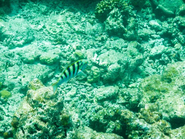 Peces tropicales — Foto de Stock