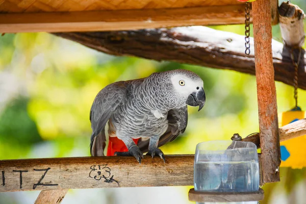 Серый попугай — стоковое фото