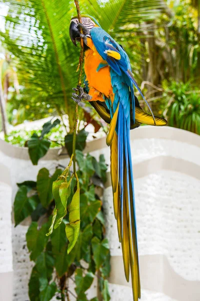 Colored parrot wild — Stock Photo, Image