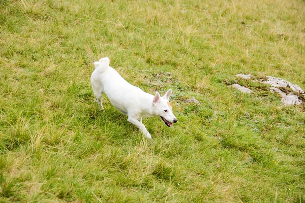 Jack Russell. — Fotografia de Stock