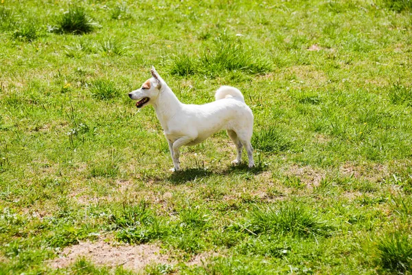 Jack russell — Stock Fotó