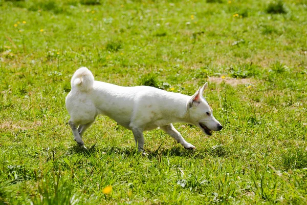 Jack Russell. — Fotografia de Stock