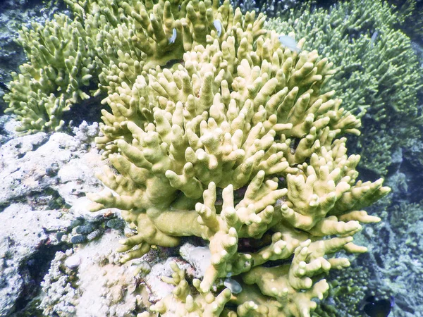 Arrecife de coral — Foto de Stock