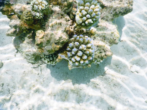 Korallrev – stockfoto