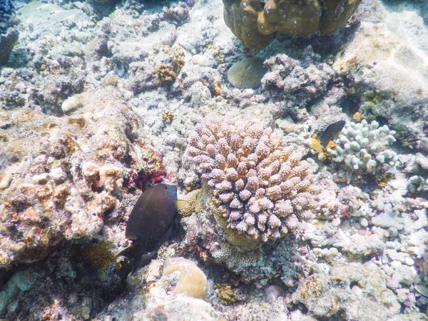 Arrecife de coral — Foto de Stock