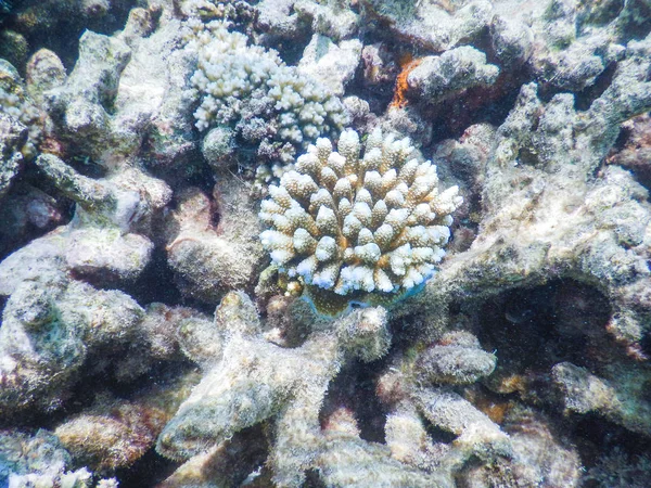 Arrecife de coral —  Fotos de Stock