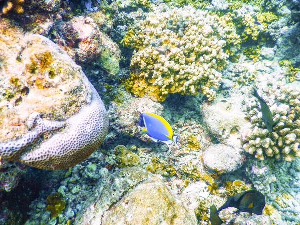 Peces tropicales — Foto de Stock