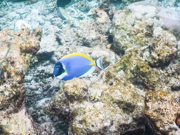 Plancton y peces tropicales — Foto de Stock