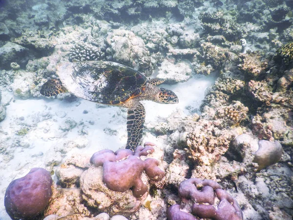 海龟和浮游生物 — 图库照片