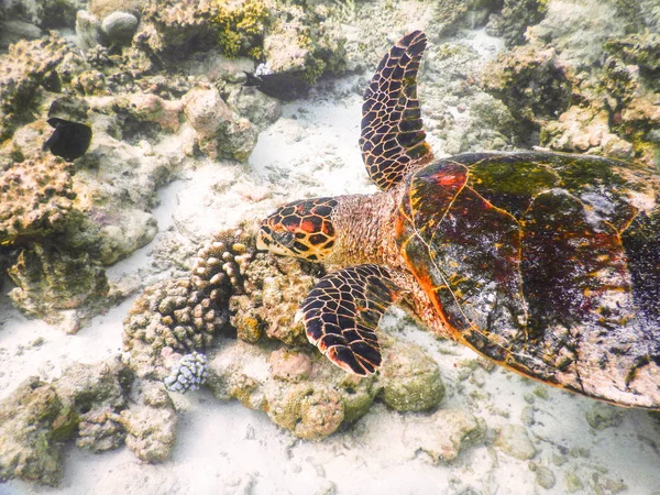 Turtle and plankton — Stock Photo, Image