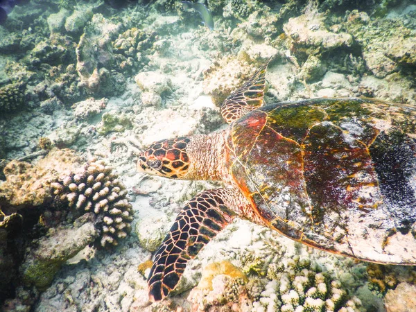 Черепаха і планктону — стокове фото