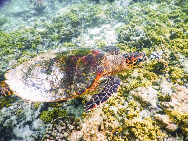 Черепаха і планктону — стокове фото
