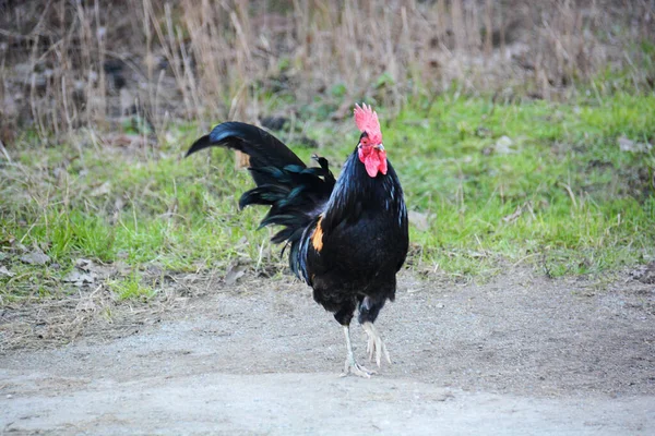 Kibirli Horoz Kendini Tavuklara Gösteriyor — Stok fotoğraf